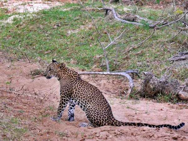 Primer plano del leopardo sentado en el suelo, Parque Nacional Yala, Sri Lanka — Foto de Stock