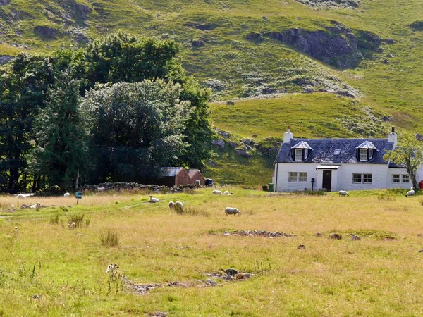 Vista da casa branca com ovelhas pastando nas proximidades, Glencoe Escócia — Fotografia de Stock