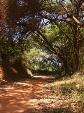 Ağaçların arasından sarkan gölgeli patika, Pondicherry, S Hindistan. Yüksek kalite fotoğraf
