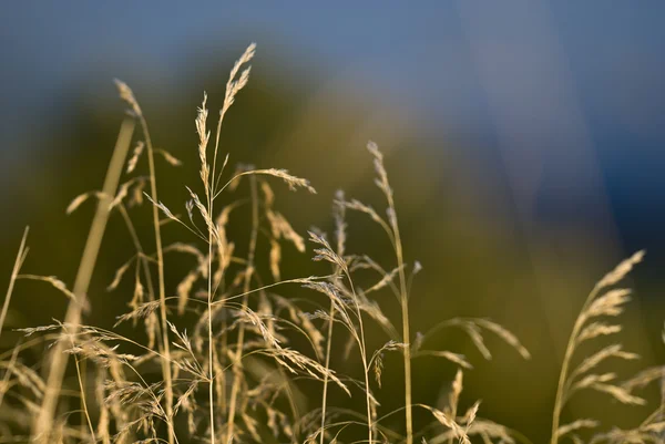 Пятнистая трава Стоковое Изображение