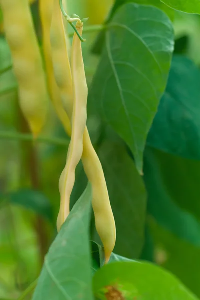 Groene bonen Stockafbeelding