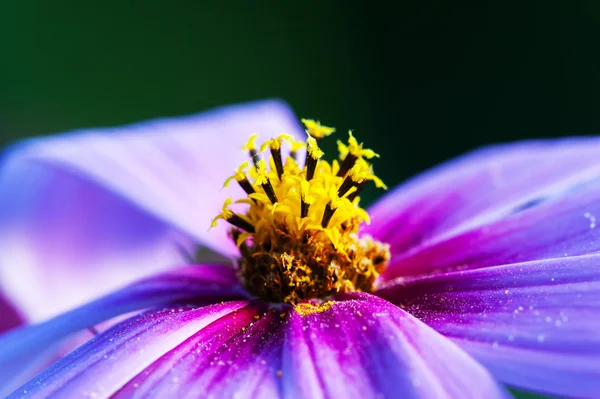 Макро цветка Лицензионные Стоковые Фото