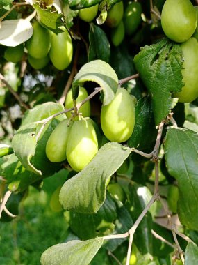 Hint jölesi (ber) meyve ve bitki 