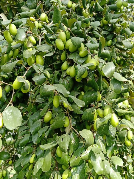 Indian Jujube Ber Fruits Plant — Stock Photo, Image