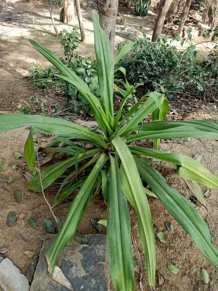 Planta Verde Jardim — Fotografia de Stock