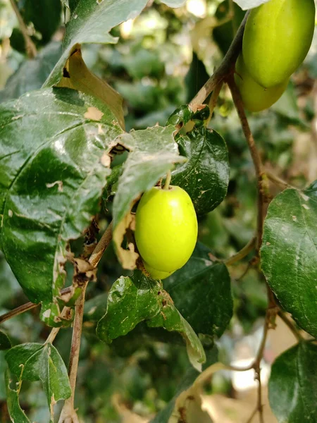 Индийский Jujube Бер Фрукты Растение — стоковое фото