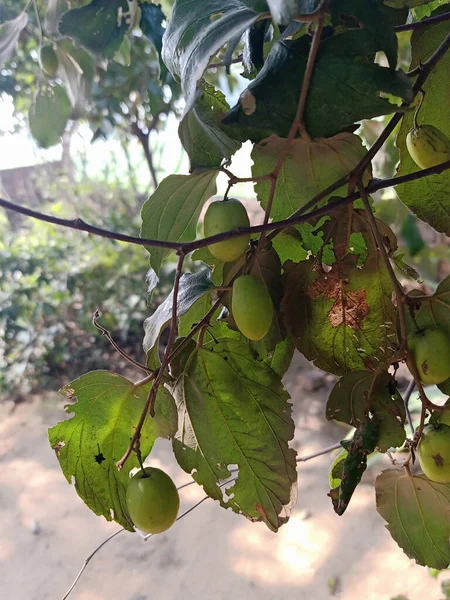 Jujuba Indiana Ber Frutas Plantas — Fotografia de Stock