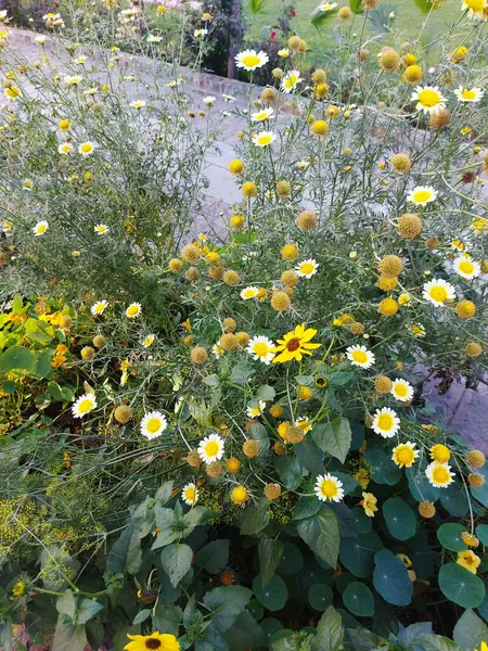 Parktaki Çiçek Bitkileri — Stok fotoğraf