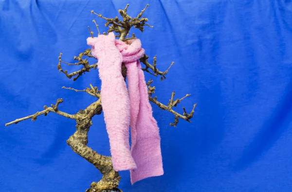 Ill bonsai tree with pink scarf at the blue background — Stock Photo, Image