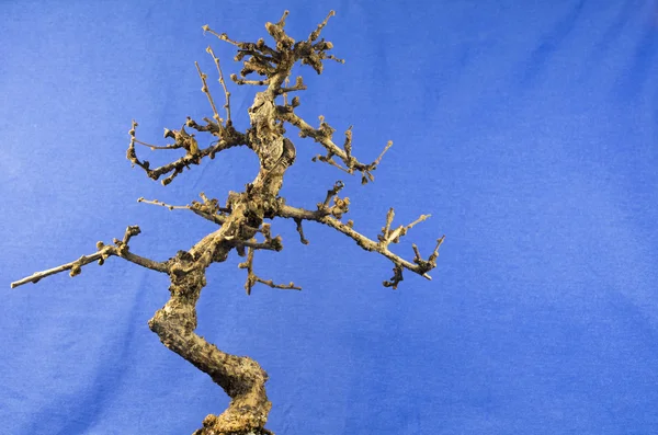 Pequena árvore de bonsai no fundo azul — Fotografia de Stock