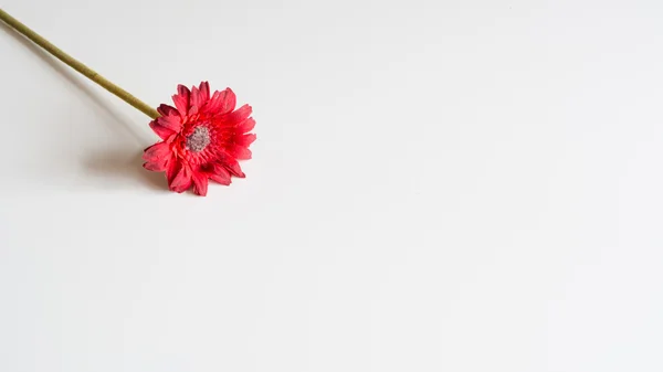 Flor roja artificial sobre fondo neutro Imagen de archivo