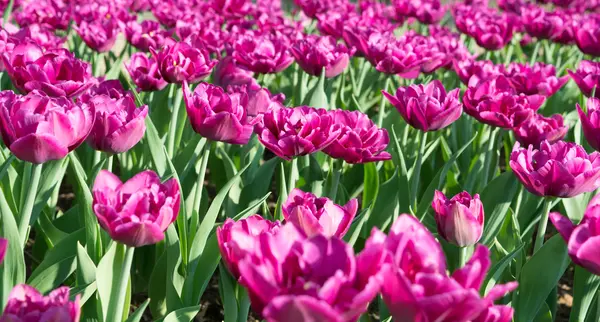 Parlak pembe laleler — Stok fotoğraf