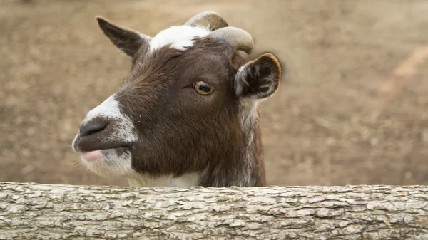 Fanny goat  staring into the  camera with one eye. — Stock Photo, Image