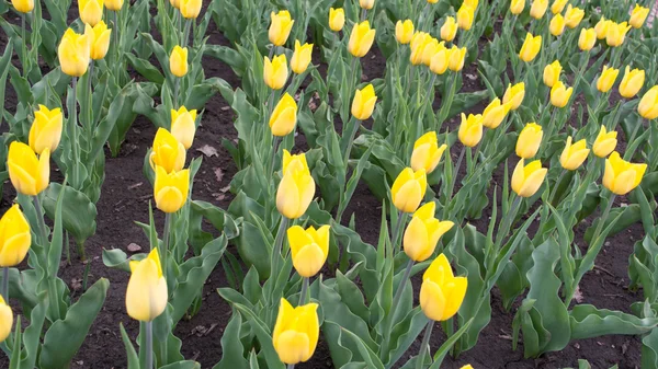 Helder gele tulpen — Stockfoto