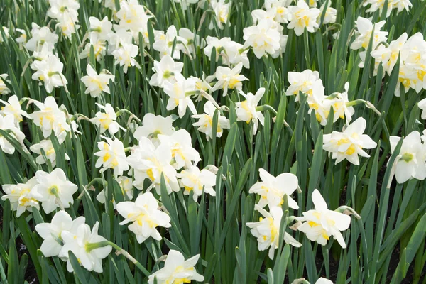 Flores de narciso — Fotografia de Stock