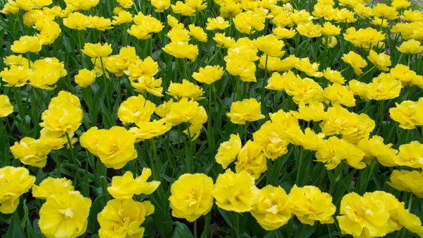 Gelbe Tulpen — Stockfoto