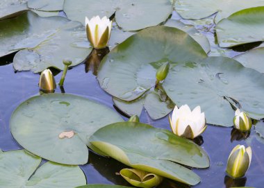 Beyaz lotus (nilüfer)