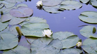 Beyaz lotus (nilüfer)