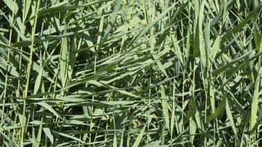 Haak kraanReed çimen