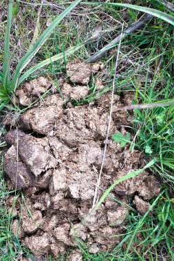 Tarlada inek kakası bulundu.