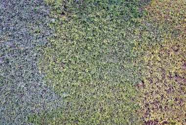 Renkli çit, doğal doku ve arkaplan, bahçe