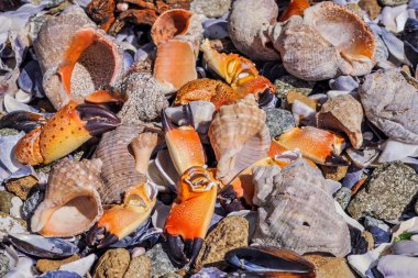 Deniz ürünleri kokteyl