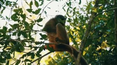 monkey sitting on the tree. monkey in the jungle.