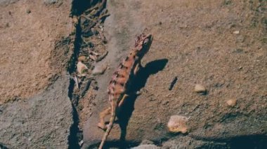 Güzel bir kertenkelenin yakın plan fotoğrafı.