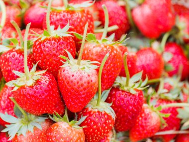 taze kırmızı çilek