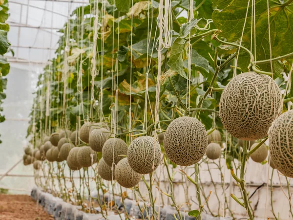 Melões cantaloupe crescendo em uma estufa apoiada pela corda me — Fotografia de Stock