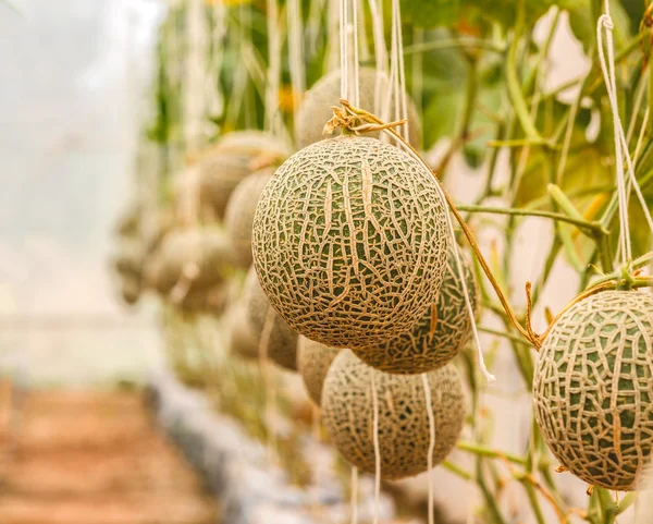 Melões cantaloupe crescendo em uma estufa apoiada pela corda me — Fotografia de Stock