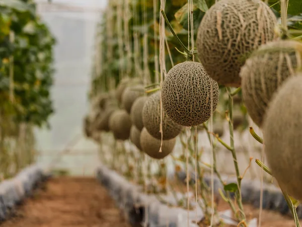 Cantaloupe melonit kasvaa kasvihuoneessa tukee merkkijono minua — kuvapankkivalokuva