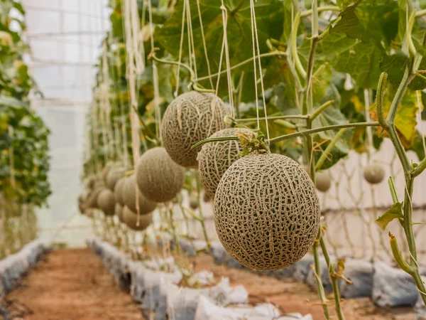 Melões cantaloupe crescendo em uma estufa apoiada pela corda me — Fotografia de Stock