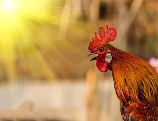 Rooster crowing in the morning sun — Stock Photo, Image