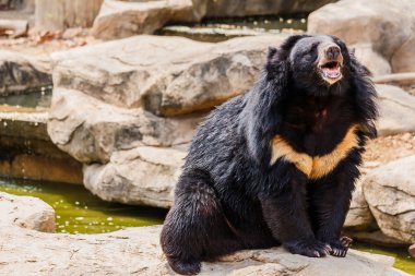 asiatic black bear  clipart