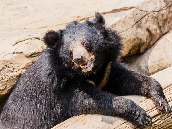 Orso nero asiatico — Foto Stock