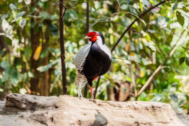 Erkek Gümüş sülün 