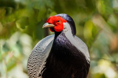 Erkek Gümüş sülün 