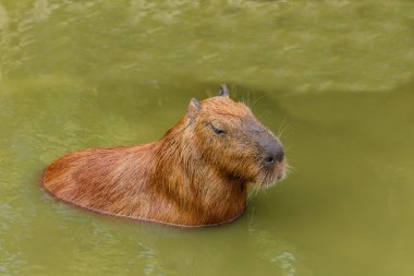 Capibara (Hydrochoerus hydrochaeris)