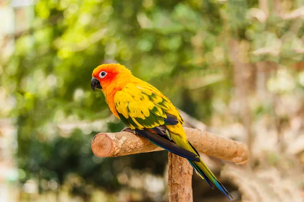 Sun Conure pappagallo siede appollaiato sul ramo . — Foto Stock