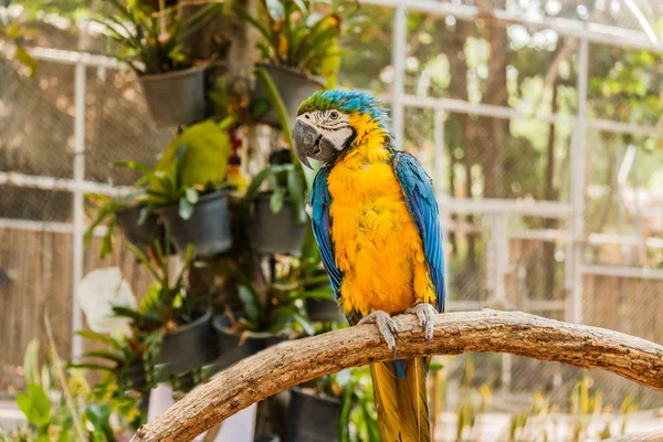 Beautiful bird Blue and Gold Macaw — Stock Photo, Image