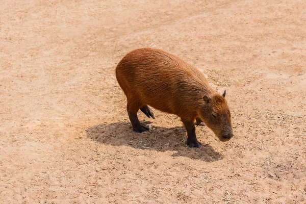 Capybara (Капібара hydrochaeris ) — стокове фото