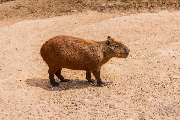 Capybara (Капібара hydrochaeris ) — стокове фото