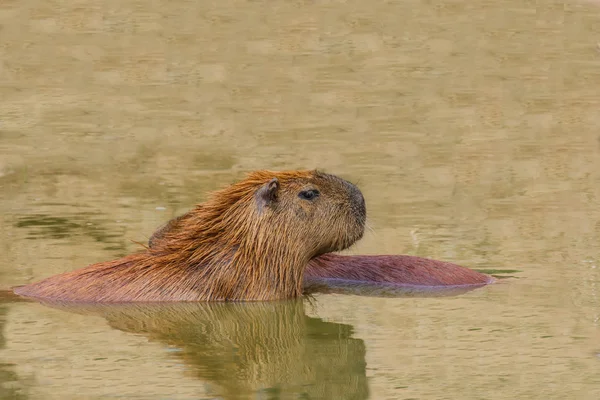 Capybara (Капібара hydrochaeris ) — стокове фото