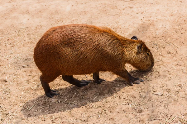 Capybara (Капібара hydrochaeris ) — стокове фото