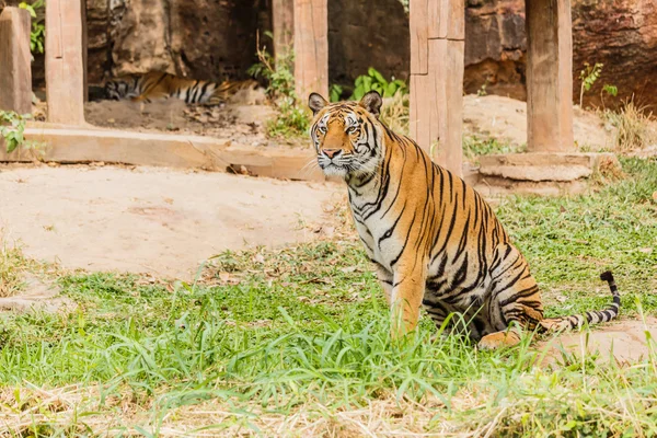 Um tigre indiano na selva. Real, tigre de Bengala — Fotografia de Stock