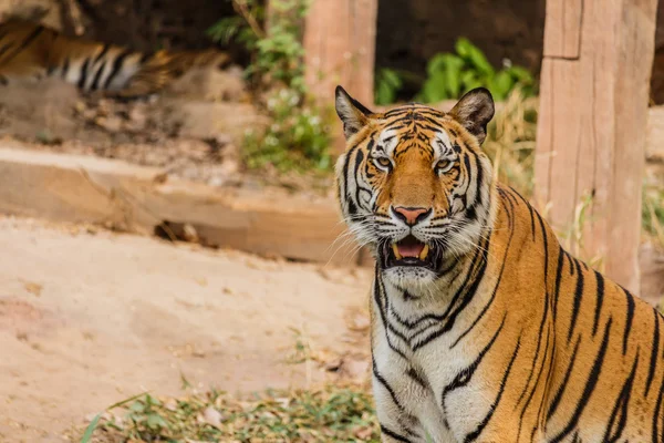 Um tigre indiano na selva. Real, tigre de Bengala — Fotografia de Stock