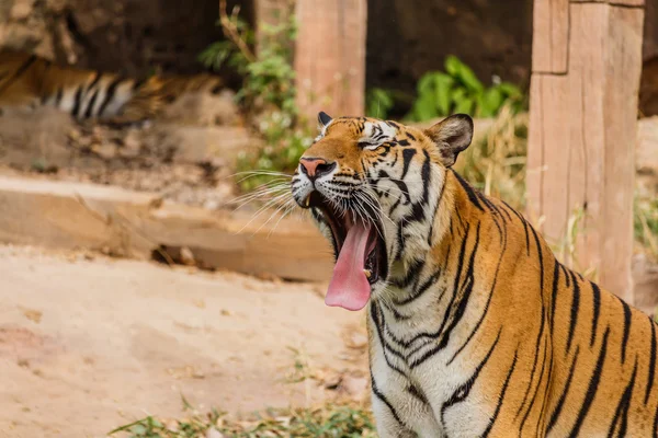 Индийский тигр в дикой природе. Королевский бенгальский тигр — стоковое фото