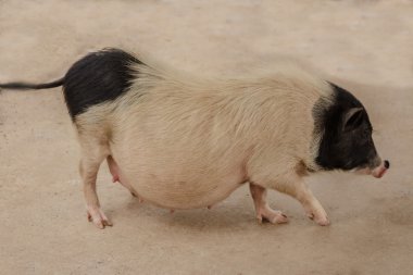 Siyah ve beyaz hamile domuz çiftliğinde.