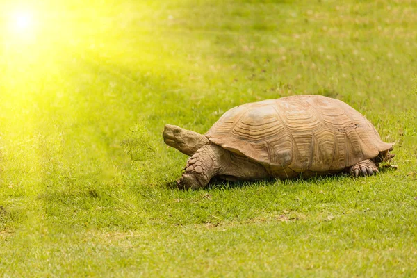 Tartaruga gigante che riposa alla luce del sole — Foto Stock